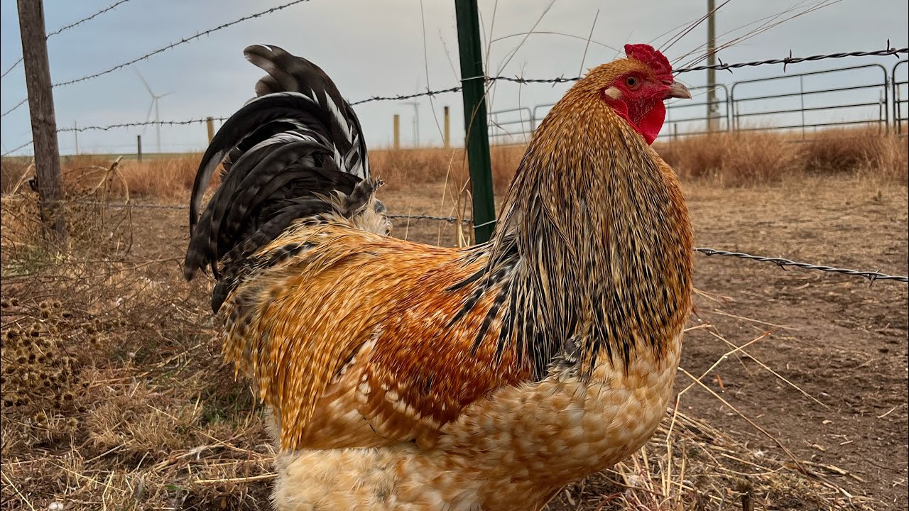 Aチキン中●○Maaページ○● How can you tell hen from rooster? - YouTube