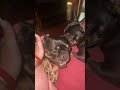She’s adjusting very easily . Almost too easy 😍😍🤣 #frenchbulldog #mamaanddaughter #dogs #goodmorning