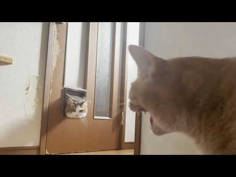 積極的に近づこうとするけど絶対シャーって怒られる猫