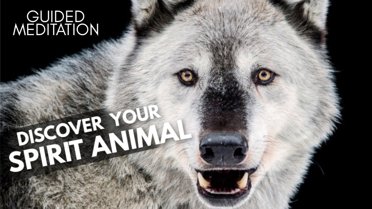 Connect With Your GUIDES And Discover Your Spirit Animal Powerful 