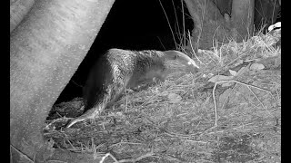 Female Otter Calling