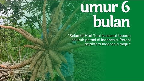 singkong Garuda umuar 6 bulan siap panen #panensingkong #singkonggaruda