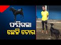 Goat thief nabbed by villagers in odishas balasore