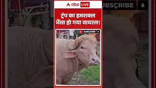 Trump Buffalo Viral Video | ट्रंप का हमशक्ल भैंसा हो गया वायरल!| #shorts #viral