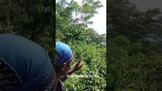 BERBURU BAHAN BONSAI LOKAL#verburu #bahanbonsai #tutorialbonsai #caradasar #perawatan