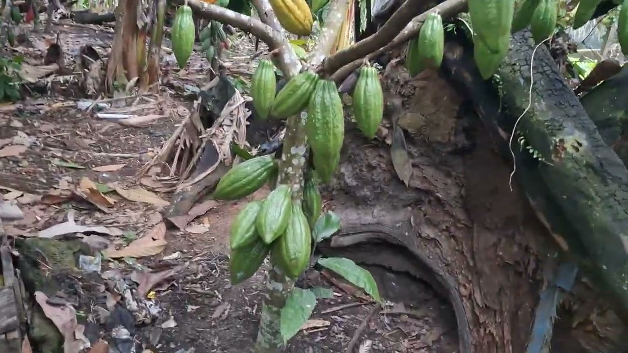 O sítio está um brinco muito Cacau Verde