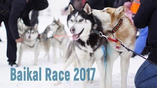 Гонка на собачьих упряжках на Байкале. A sled dog race &quot;BAIKAL RACE-2017&quot; at Baikal