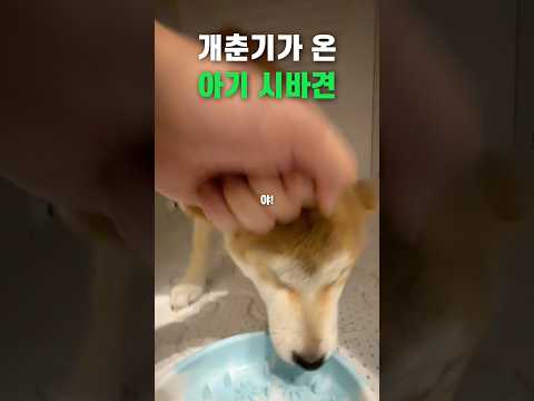 시바견한텐 적당한 매가 약일지도.. thumbnail