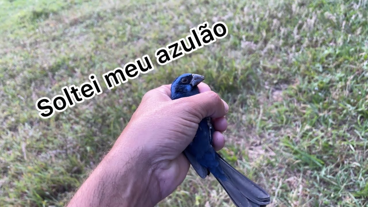 Soltei meu azulão no mato estou manejando ele