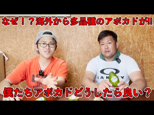 Why did so many varieties of avocados come to Japan from overseas