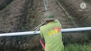 Pemasangan instalasi Sprinkler pada tanaman Bawang Merah Bpk.Patah dengan pipa PVC yg diBeli kemaren