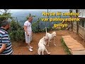 DOGO ARGENTİNO PABLOYA YENİ SEVGİLİ NORA