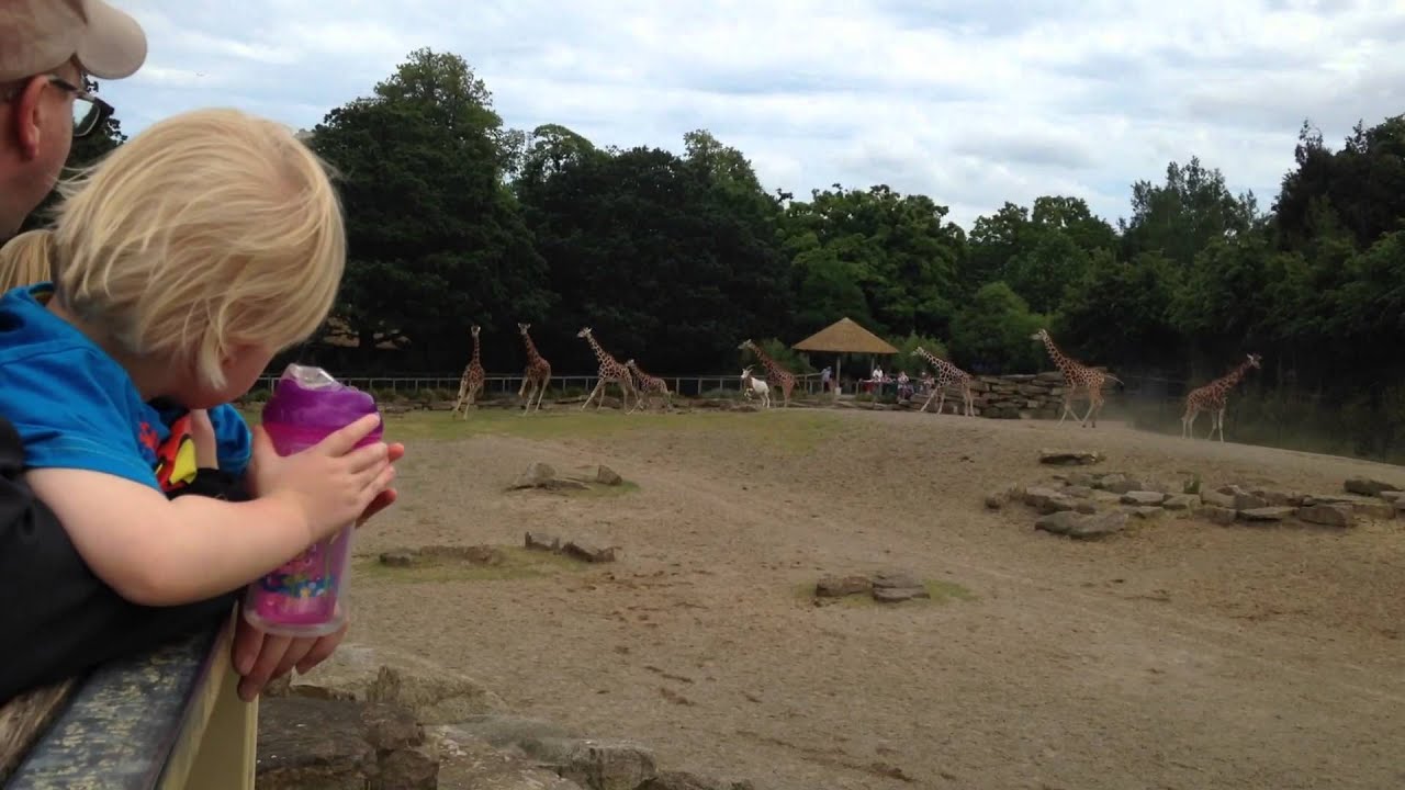 Zoo animals gone wild P YouTube