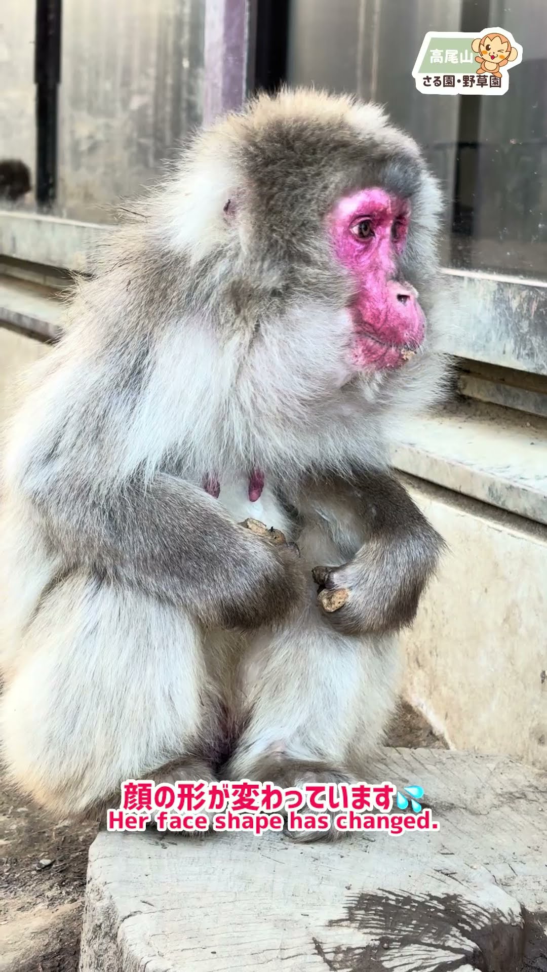 高尾山さる園】食いしん坊なマツゲちゃん #monkey #mttakao - YouTube