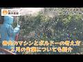 みかん成長観察2026年2月編