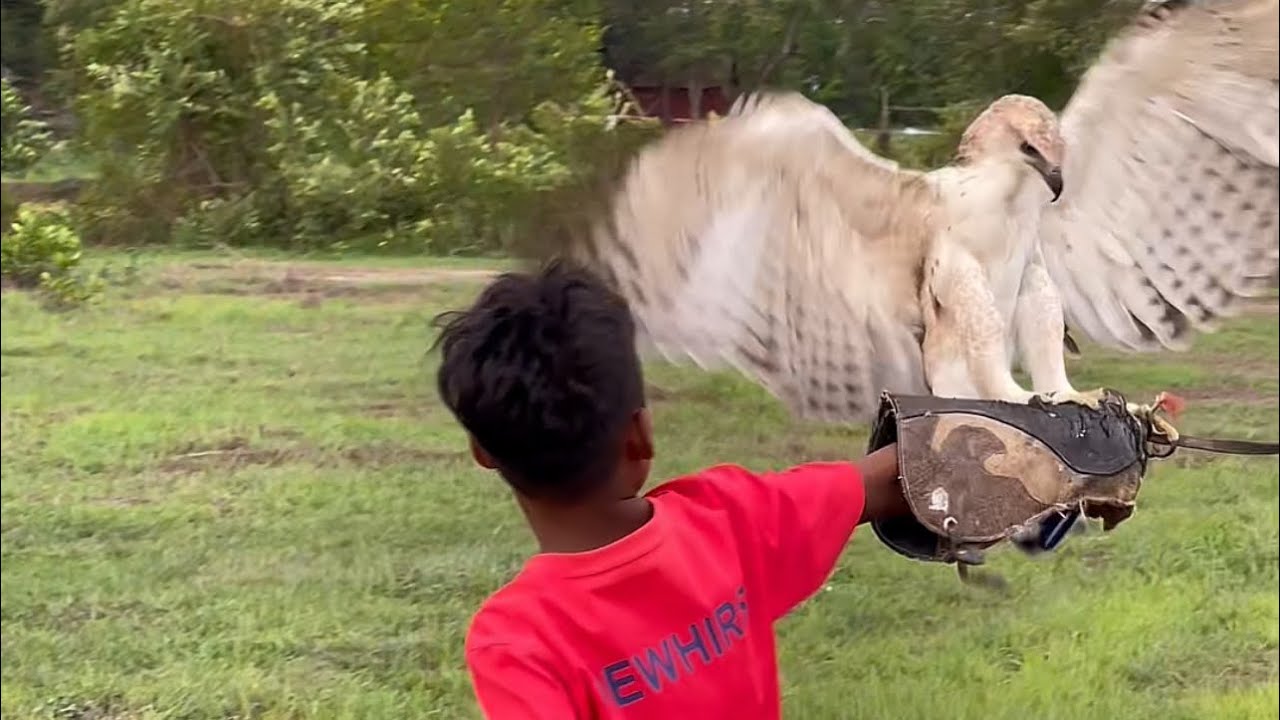 A little kid trying to train hawk eagle so strong #eagle #nature # ...