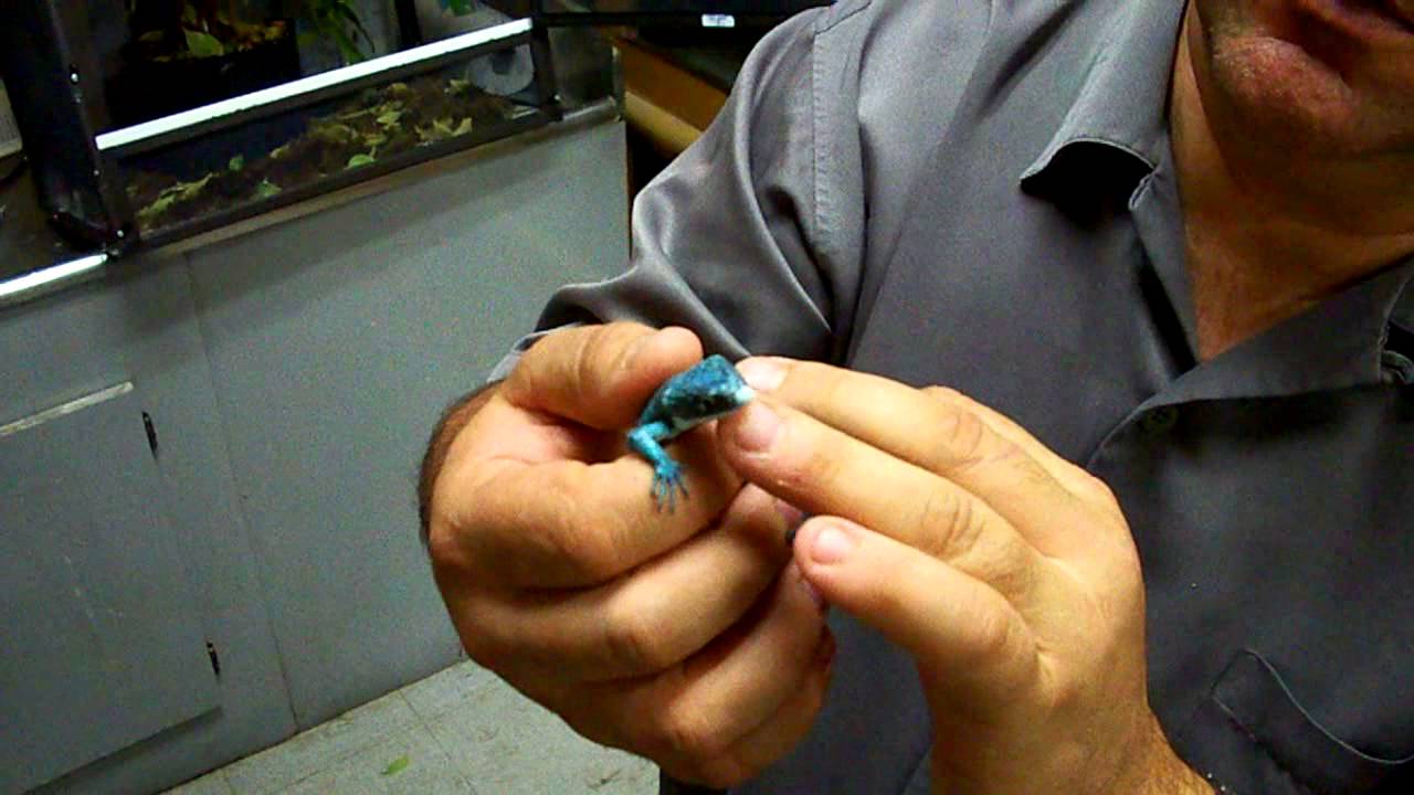 alligators miami Neon Blue Lizards