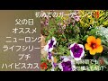 初めてのガーデニング‼️父の日オススメニューロングライフシリーズプチハイビスカス