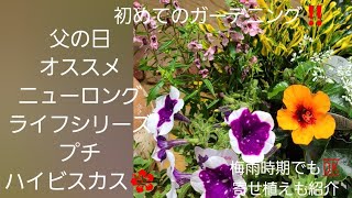 初めてのガーデニング‼️父の日オススメニューロングライフシリーズプチハイビスカス