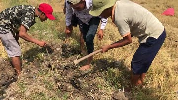 Bắt chuột đồng mùa gặt miền tây