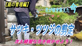 【サツキ・ツツジの剪定】庭の管理、花が咲き終えたツツジ類の剪定をします。次も綺麗な花が咲きますように。