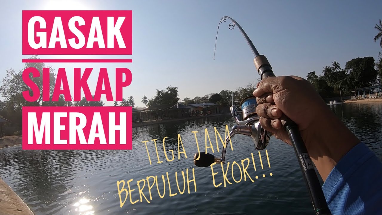 Casting Siakap Merah Kolam Gertak Sanggul (Video Gasak)  |  MY FISHING VLOG #3