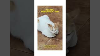 Cara Perawatan Kucing Japanese Bobtail#shorts