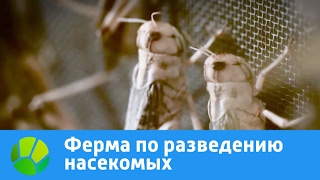 Ферма по разведению насекомых | Живая Планета