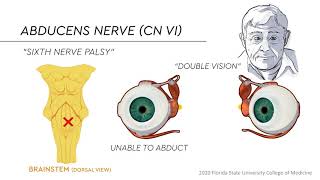 Eye Movements