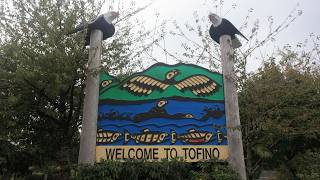 C11 Tofino Bears and Whales
