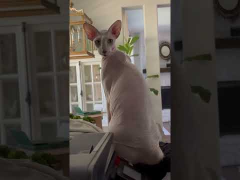 Beautiful Peterbald