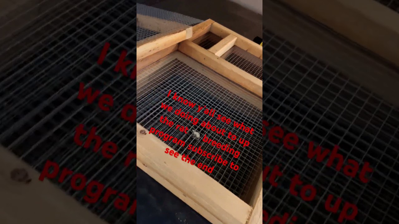 Breeder rat 🐀 rack build