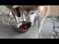 おかんのご飯待ち柴犬