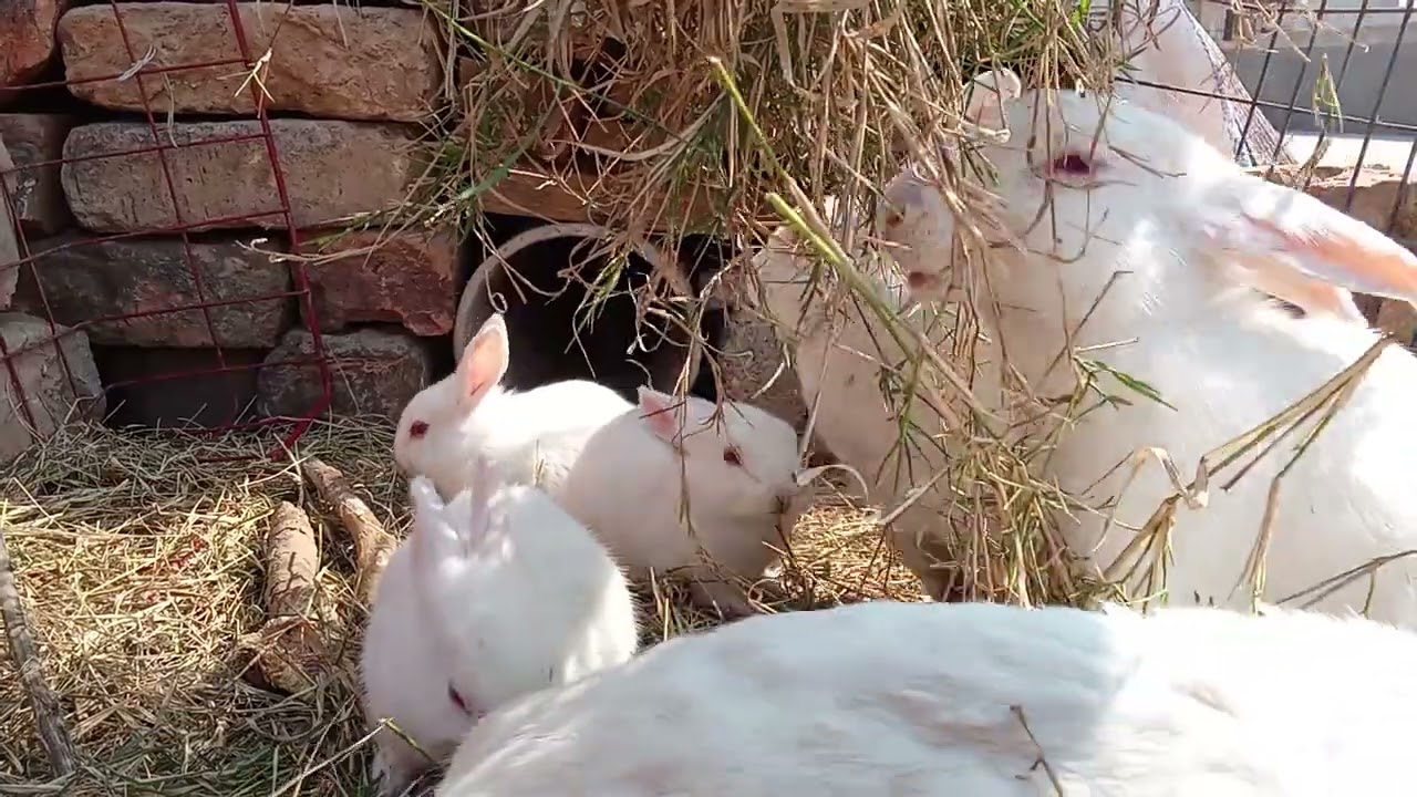 Daily vlog of my cute bunny family with their babies let's explore the life vlog of bunnies