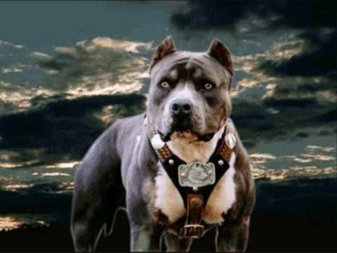 Buddy Ogün - Pitbull