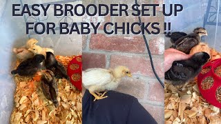 QUICK & EASY BROODER SET UP FOR FIRST TIME CHICKEN OWNERS 🤍🐣