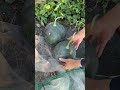 Seedless watermelon