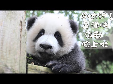 《熊貓早晚安》別太近！鼻涕快沾我臉上啦 | iPanda熊貓頻道