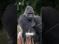 Nature’s Survival Monsters #animalfacts  #wildanimals  #survivalanimals