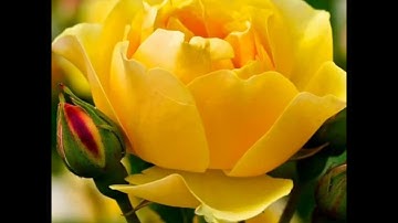 (70) سورة المعارج