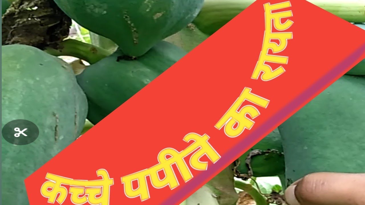 कच्चे पपीता का रायता (Raw Papaya Ka Raita) एक बार इस विधी से बनाकर खाये