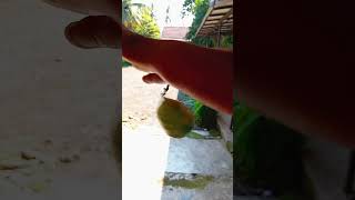 gyro Zeppeli steel ball run ball breaker stand terinspirasi aja sih gw