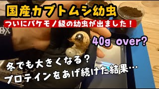 【国産カブトムシ幼虫】バケモノ級４０グラム越え連発！？添加剤プロテインを与え続けた結果・・・冬でも大きくなります！