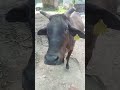 Meri Gaiya Aati hai ,#shorts #viral #youtubeshorts #cow #hanuman #ekmotahathighumechala