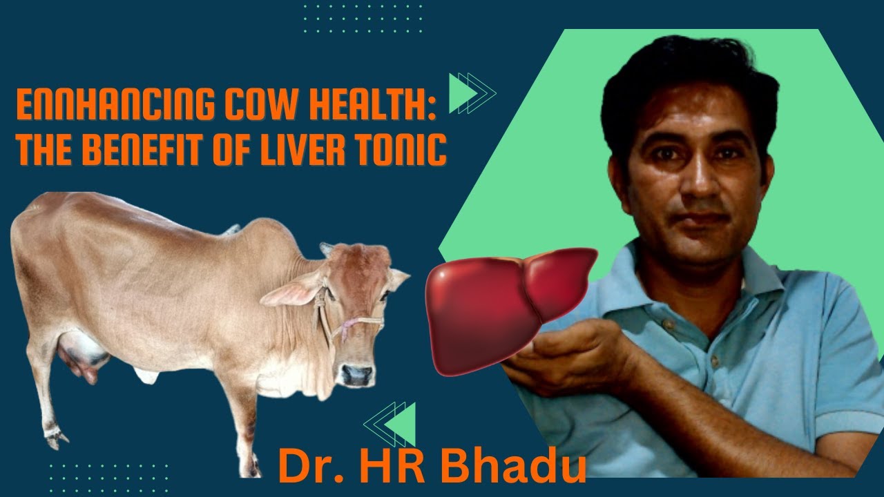 Enhancing Bovine Health The Benefit Of Liver Tonic. DR HR Bhadu