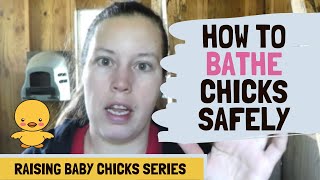 Can You Give Baby Chicks A BATH?