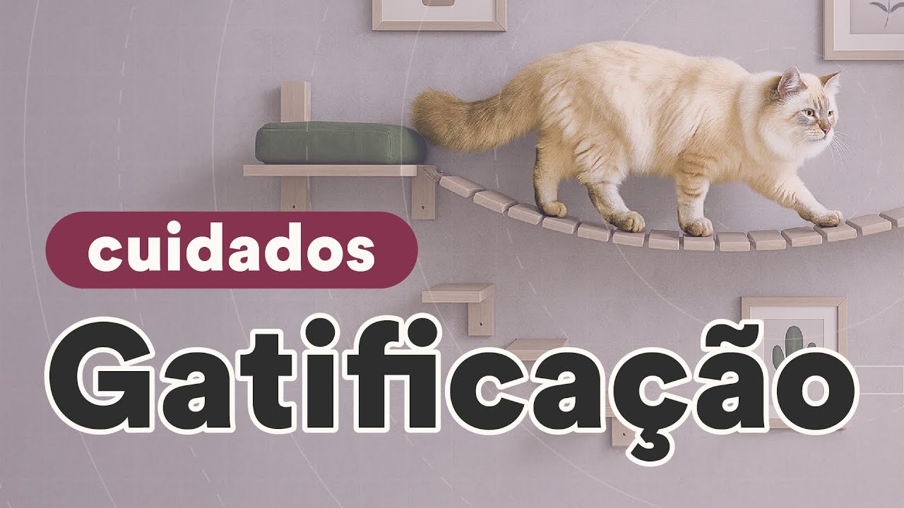 Gatificação: enriquecimento ambiental para gatos | Petz TV Cuidados