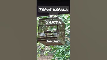 TEPUS KEPALA ABU JANTAN NGEROLL #tepus