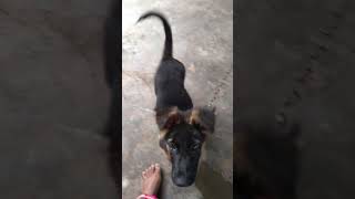 Jerman Sheppered Dog Video 2 Months Jerman Sheppered