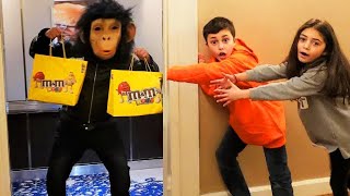 Drama petualangan anak-anak di supermarket. Apakah monyet mencuri permen dan mainan?